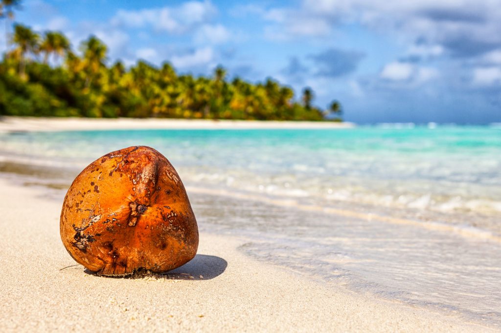 cook islands aitutaki coconut on beach istk
