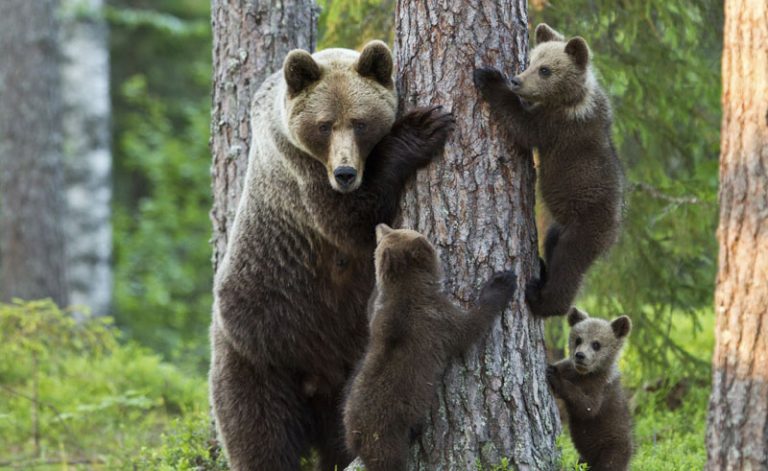 east finland brown bear and cubs playing istock