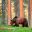 east finland brown bear in forest istk 1