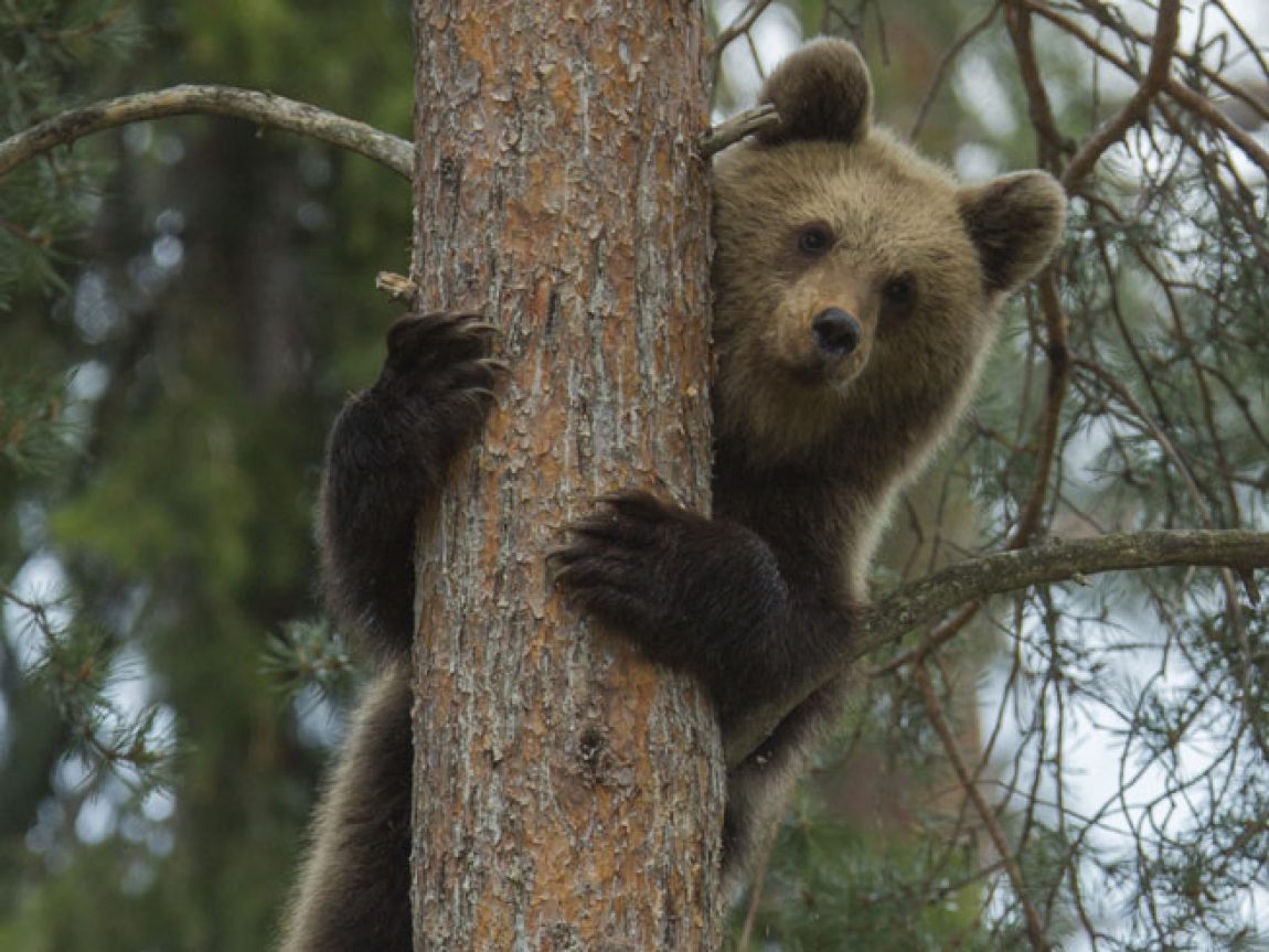 east finland brown bear up tree istock