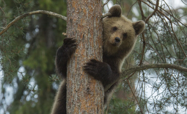 east finland brown bear up tree istock