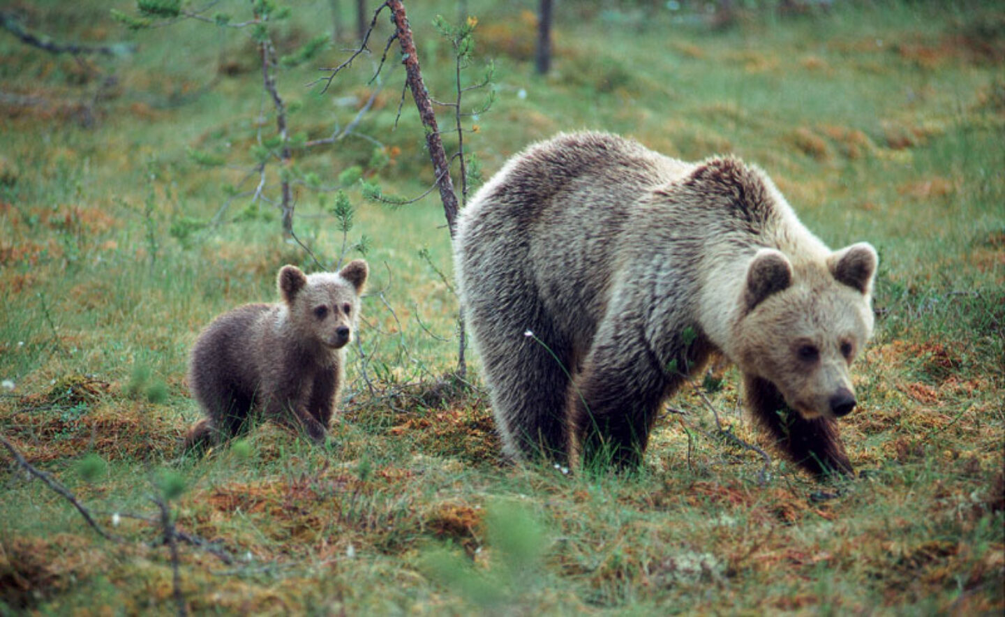 east finland brown bears and cub vf
