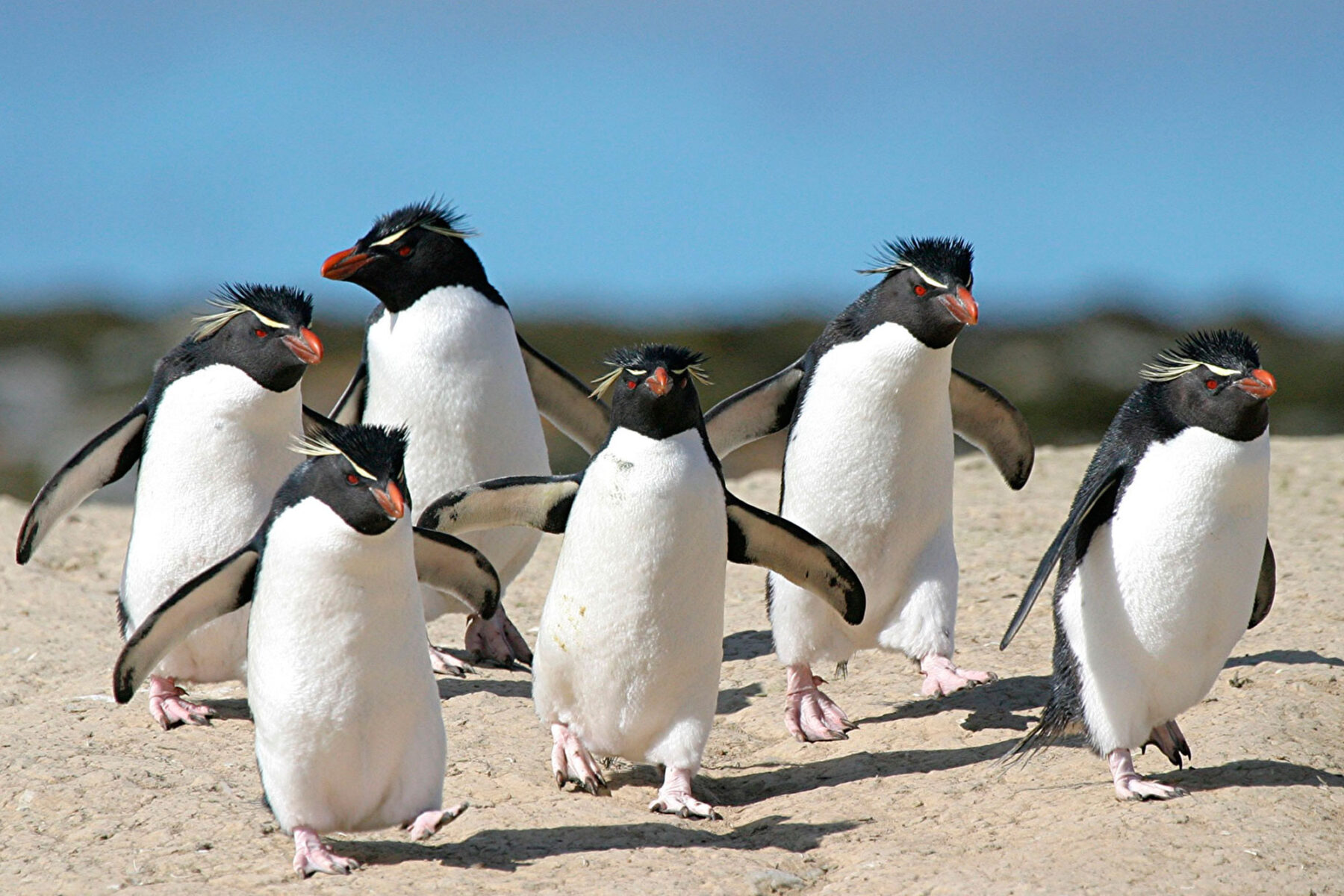 falkland islands rockhopper penguins fitb
