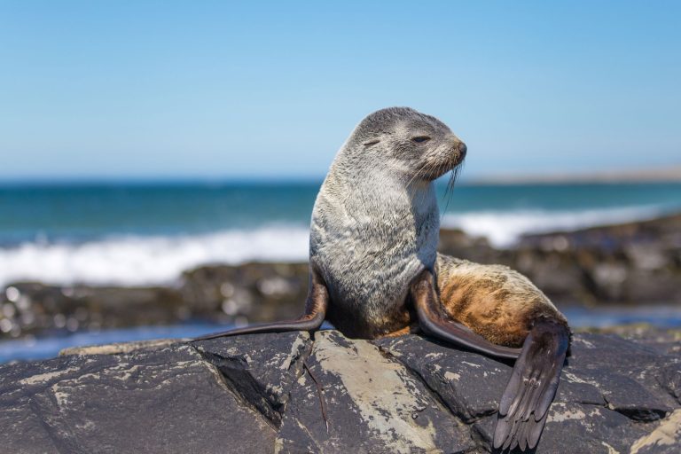 falklands wildlife fur seal sstk