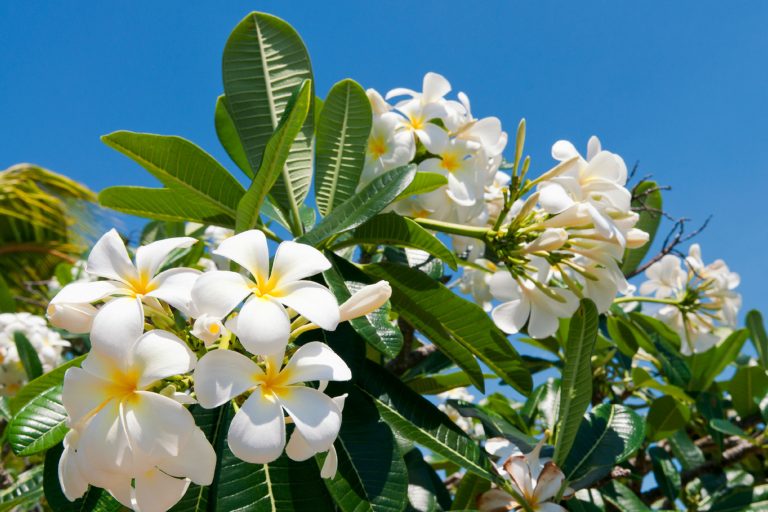 fiji frangipani blossom istk
