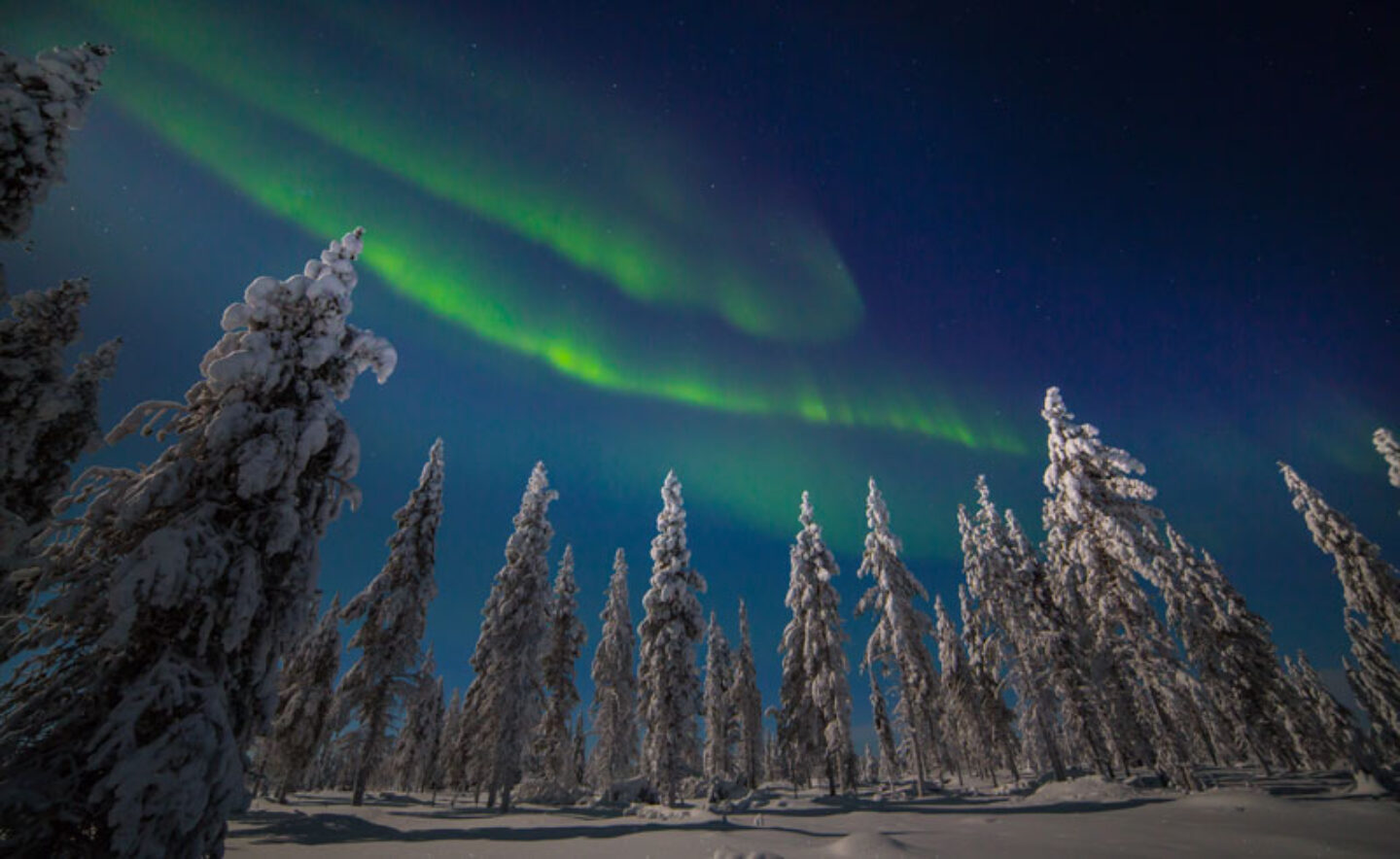 finland lapland muotka northern lights over fir trees