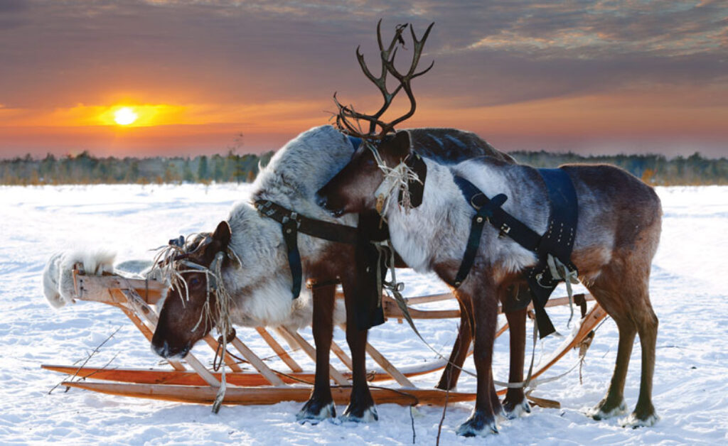 finland lapland reindeer winter sun do
