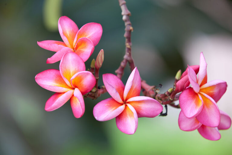 hawaii plumeria flowers istk