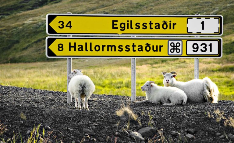 iceland east fjords road sign sheep istock