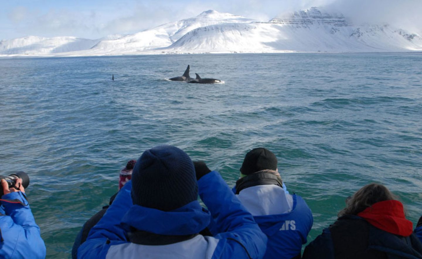 iceland grundarfjordur orca watching ch