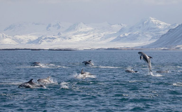 iceland grundarfjordur white beaked dolphins ak