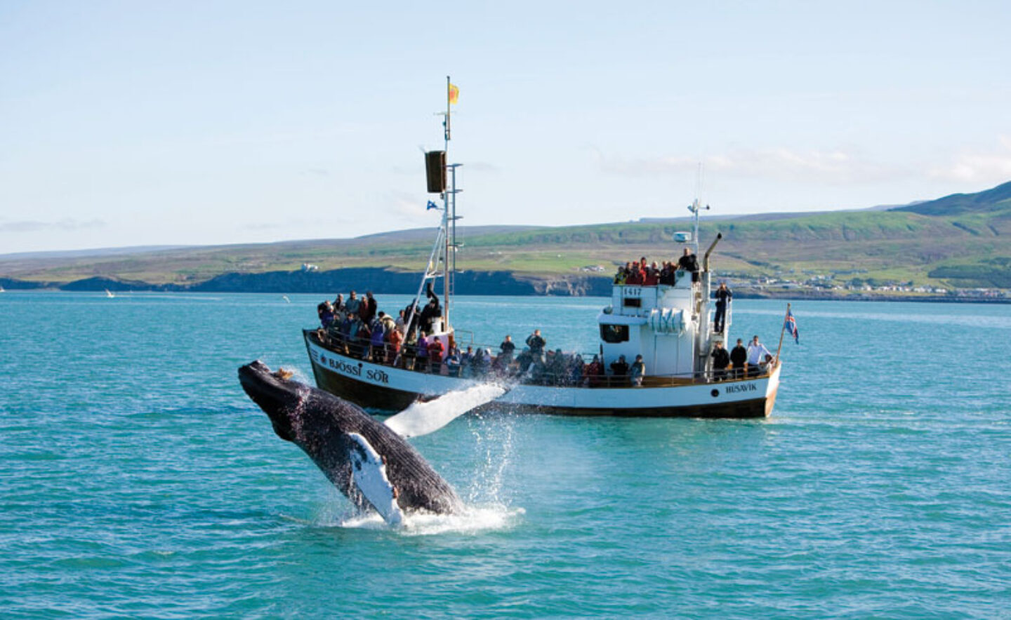 iceland north east husavik whale watching rth