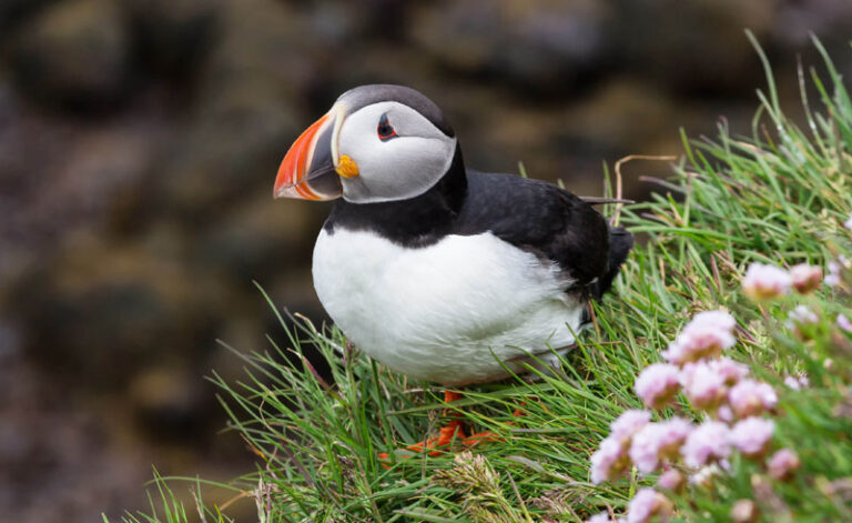 iceland puffin cliff edge do