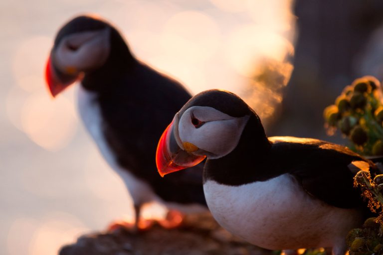 iceland puffin pair sunset adstk