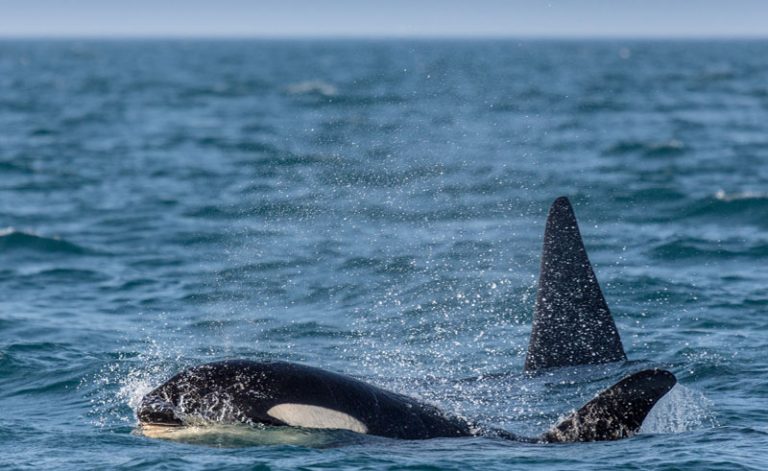 iceland snaefellsnes grundarfjordur orcas rth