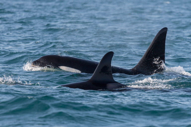 iceland snaefellsnes orcas grundarfjordur rth