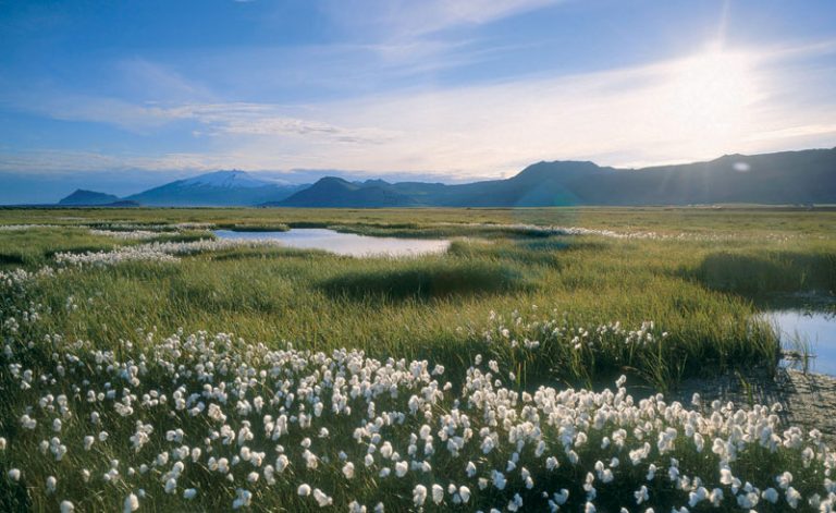 iceland snaefellsnes peninsula wild flowers rth
