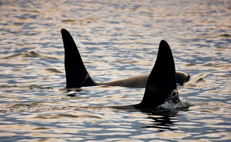 iceland snaefellsnes wildlife orcas rth