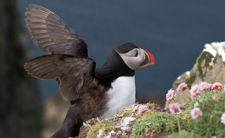 iceland west fjords latrabjarg puffin bs