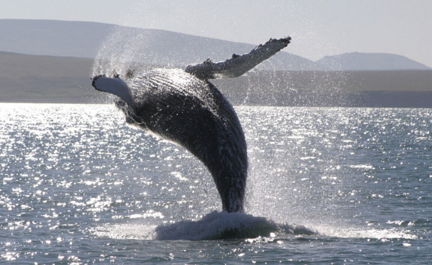 iceland wildlife humpback whale breaching rth