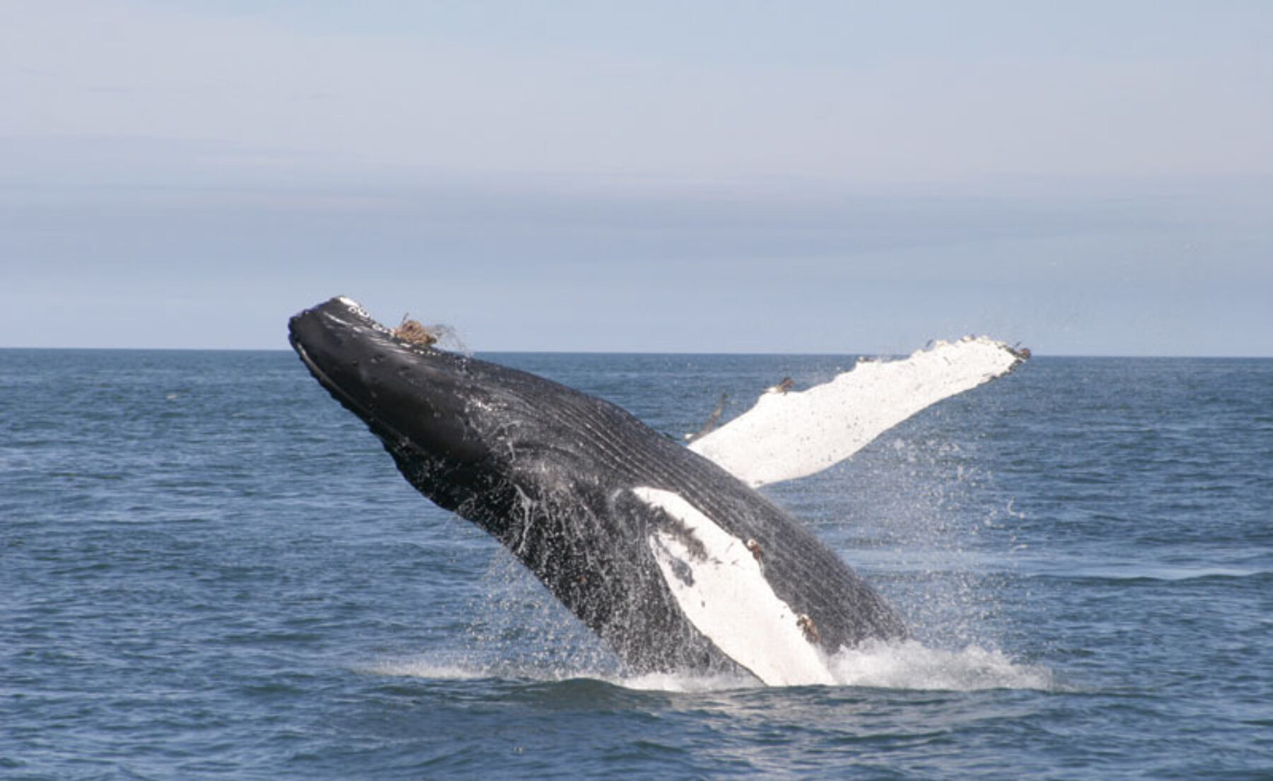 iceland wildlife humpback whale rth
