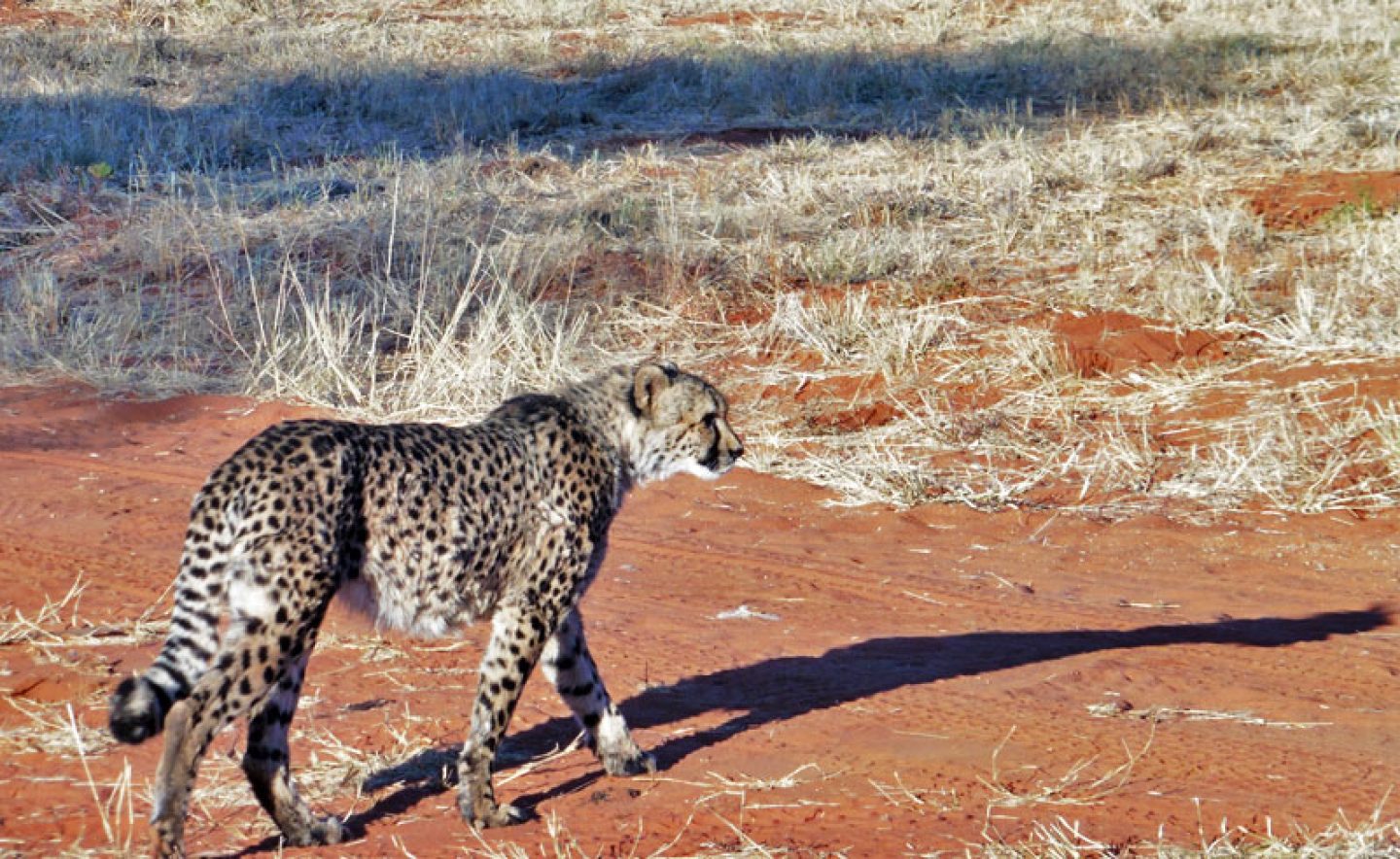 namibia africat carnivore care cheetah drive lh