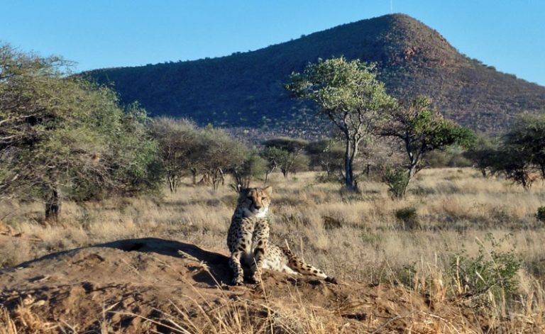 namibia africat carnivore care cheetah lh