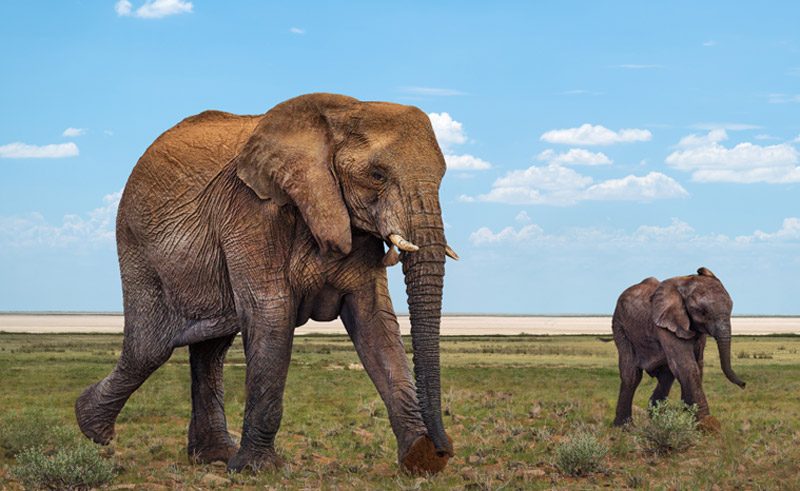 namibia damaraland desert elephants rth
