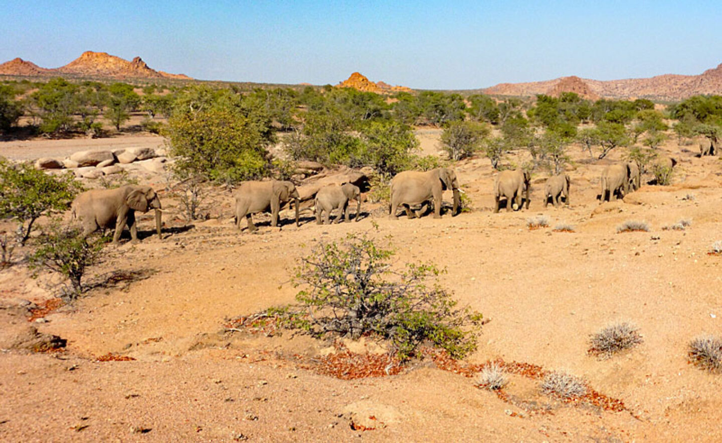 namibia damaraland elephants lh