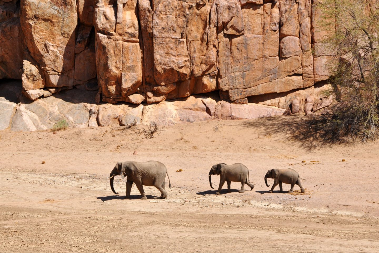 namibia damaraland ozondjou trails elephants ntat 1