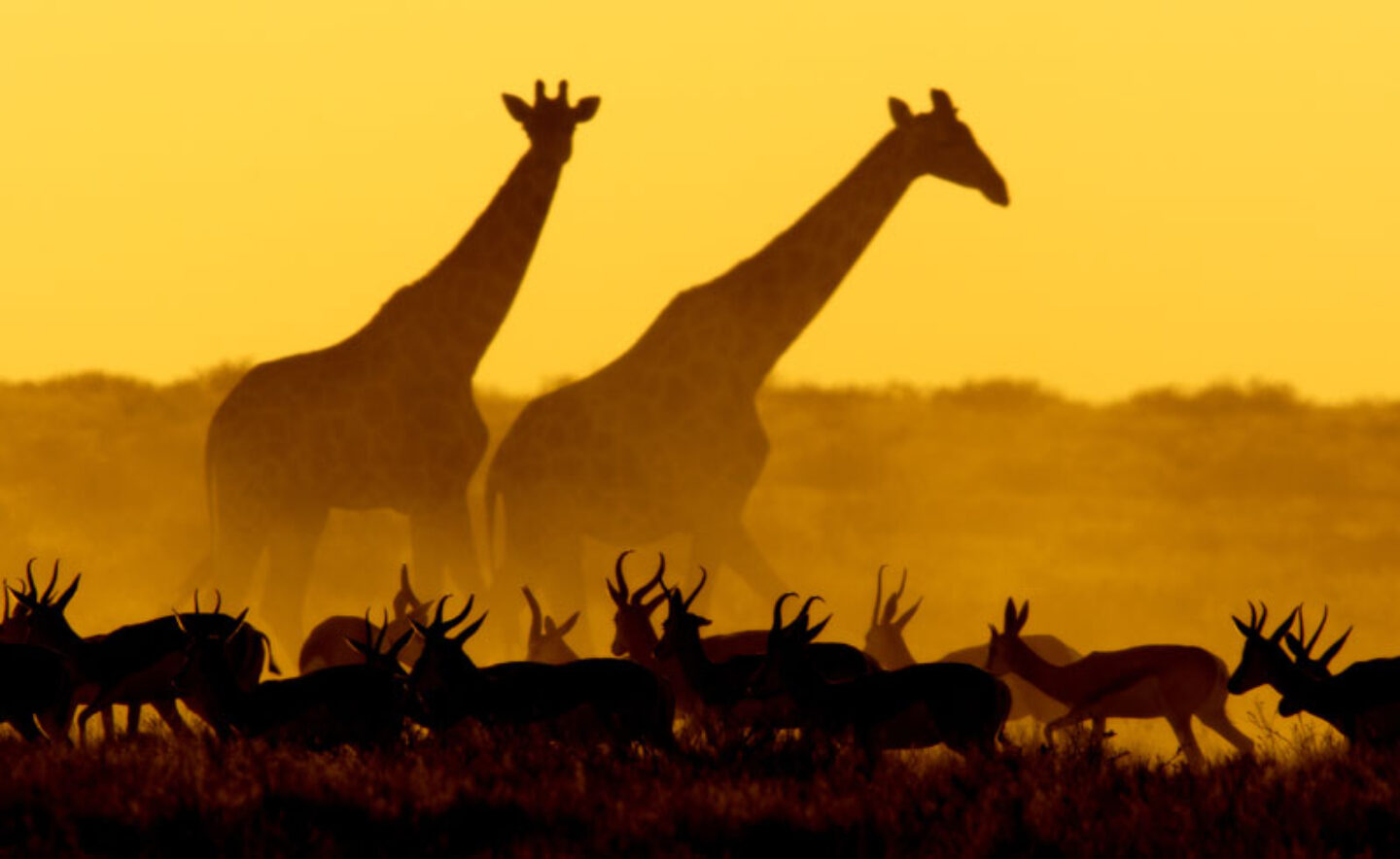 namibia etosha giraffes and antelope silhouette istock