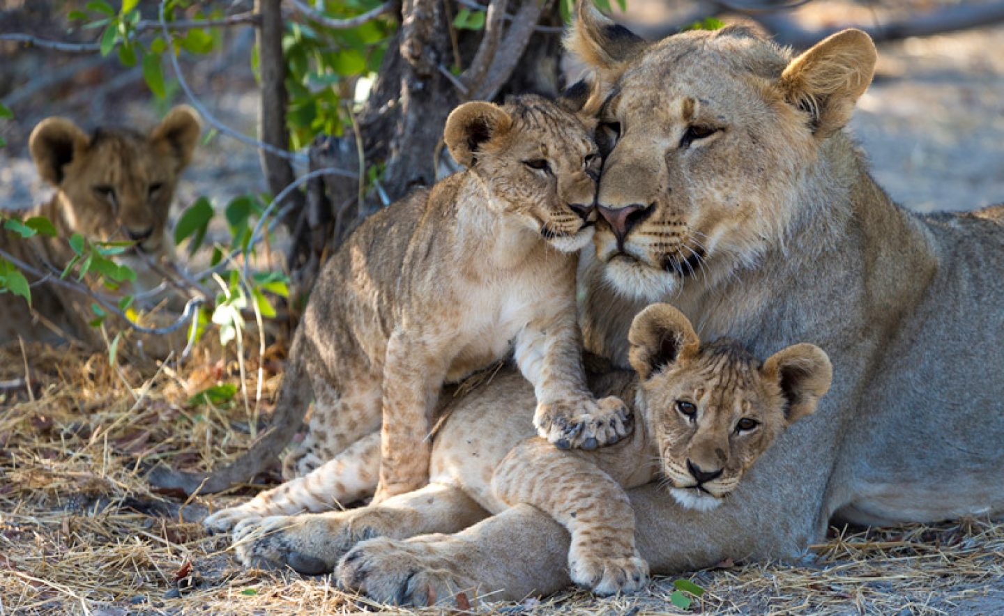 namibia etosha lion and cubs at ongava