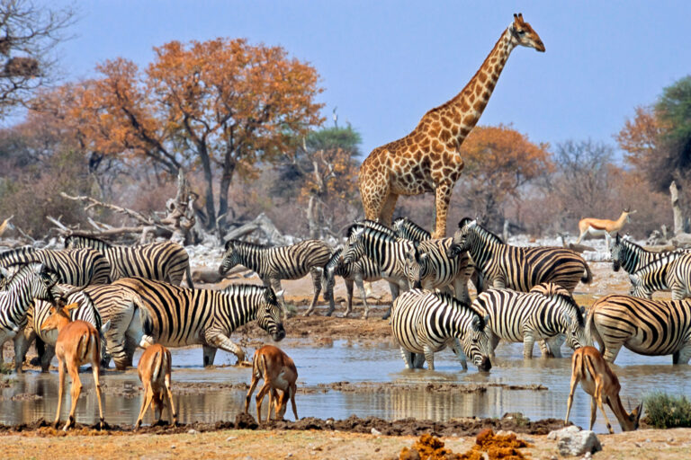 namibia etosha national park wildlife istk