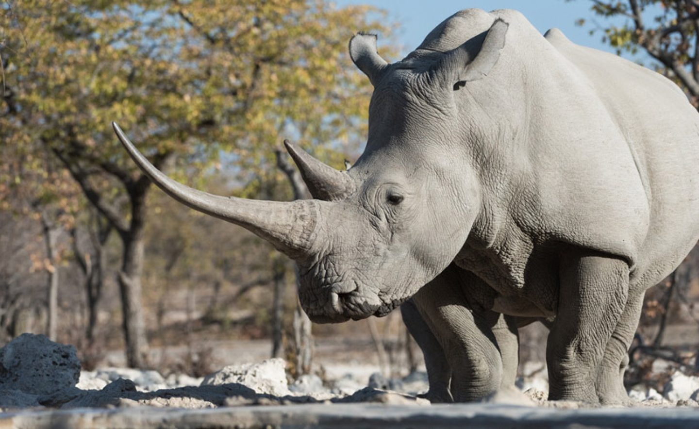namibia etosha wildlife rhino at ongava