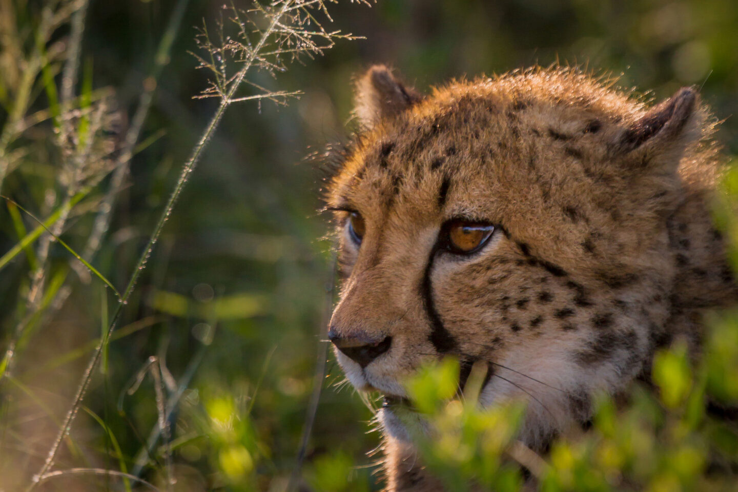 namibia okonjima cheetah rth