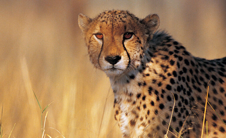 namibia wildlife cheetah up close rh