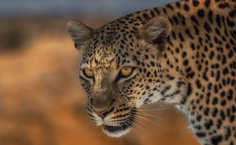 namibia wildlife leopard closeup rth