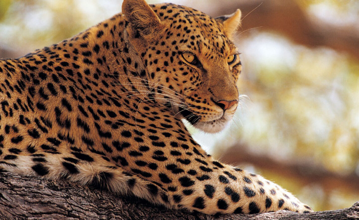 namibia wildlife leopard resting in tree rh