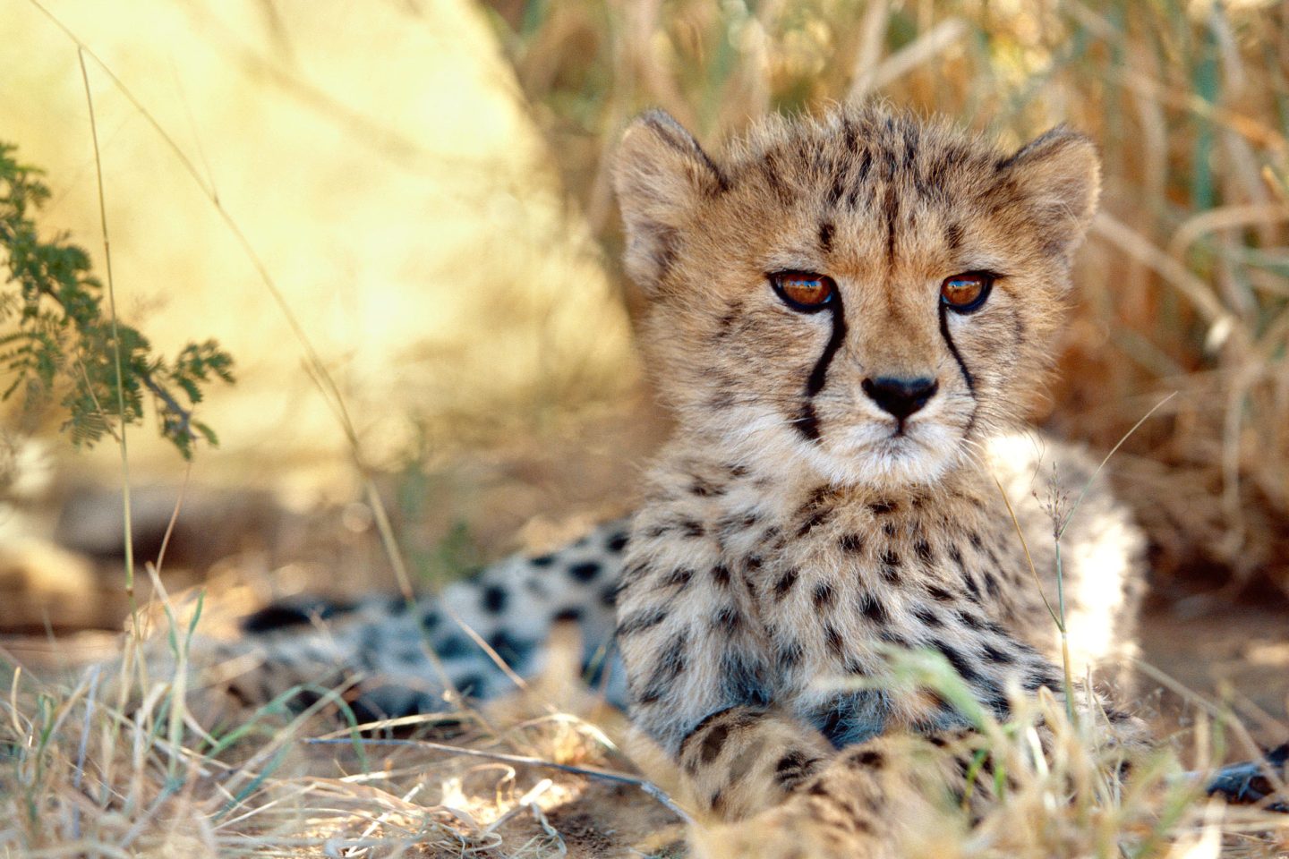 namibia windhoek africat cheetah okon res