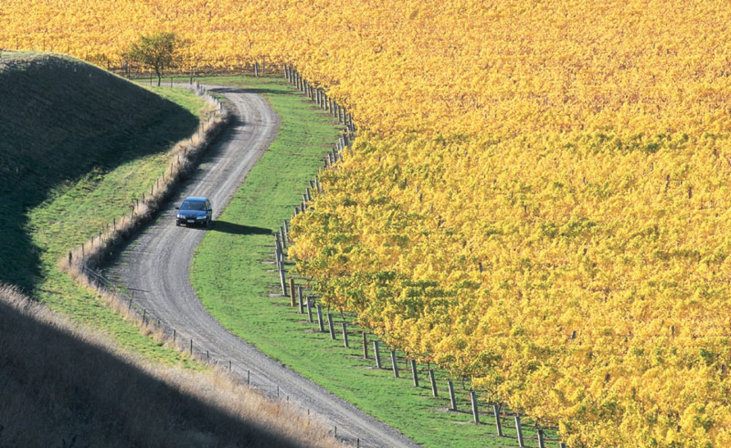 new zealand driving through vineyards sc