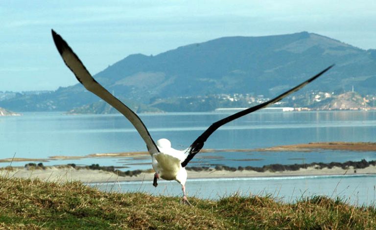 new zealand dunedin albatross td