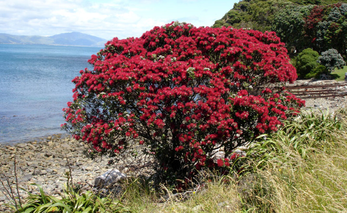 new zealand kapiti island pohutukawa tree kia