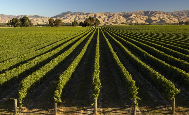 new zealand marlborough winery vines dm