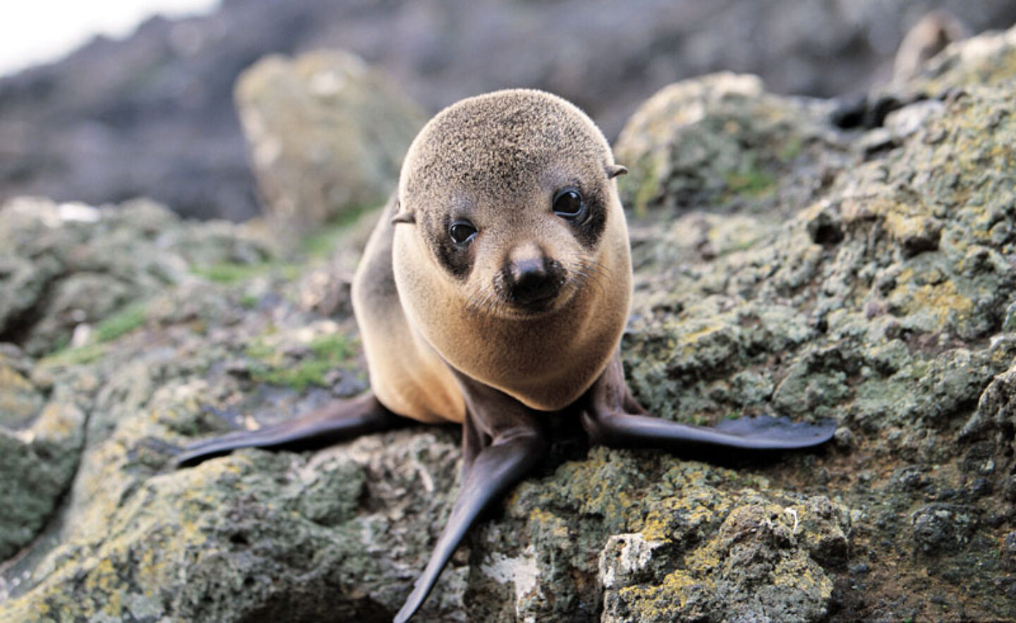 new zealand otago peninsula fur seal pup td