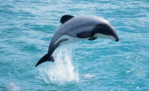 new zealand wildlife hectors dolphin bcc