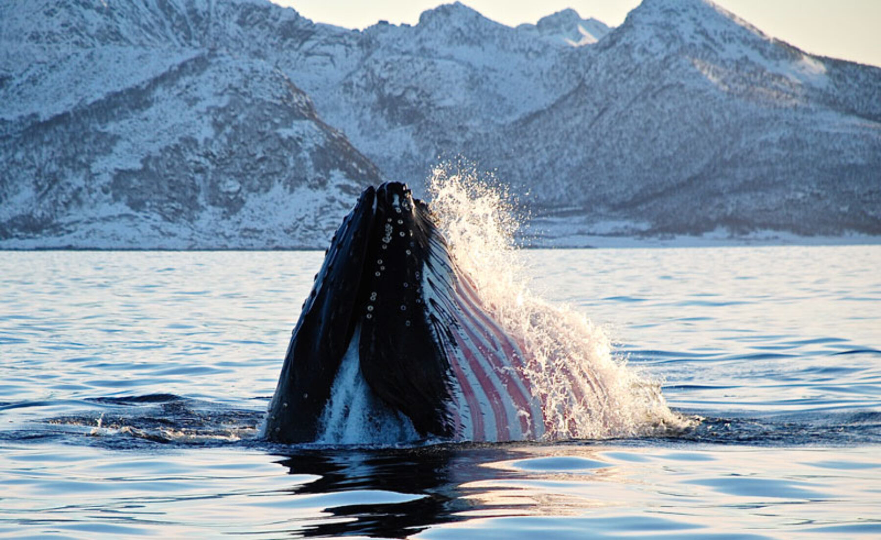 northern norway senja humpback whale hs