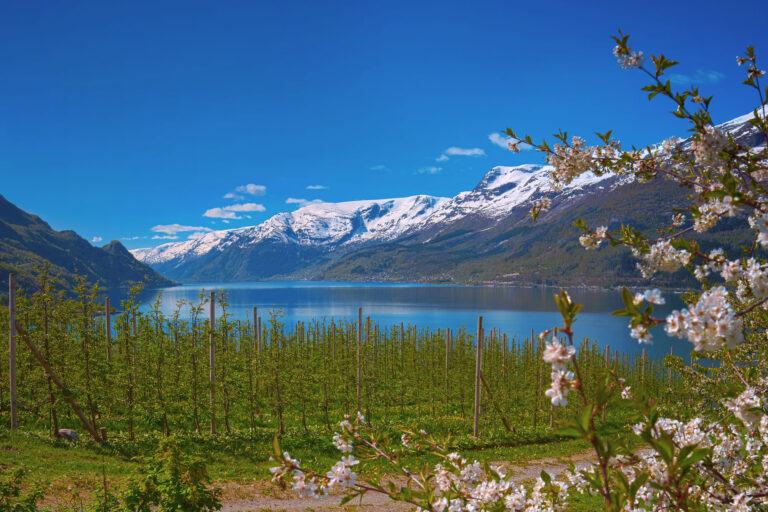 norway fjords hardangerfjord lofthus blossom istk m