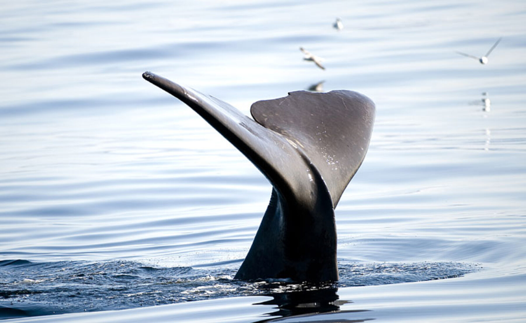 norway lofoten vesteralen sperm whale