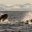 norway vesteralen andenes humpback feeding on herring aws