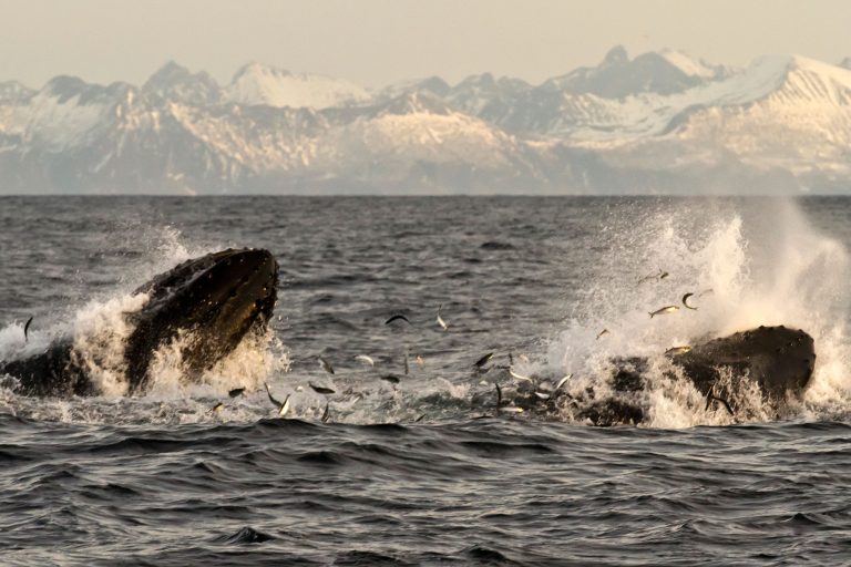 norway vesteralen andenes humpback feeding on herring aws